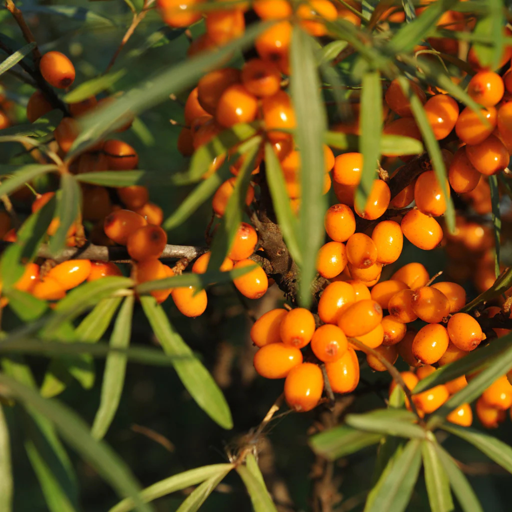 Close-up of seabackthorn on a green bush
