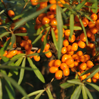 Close-up of seabackthorn on a green bush