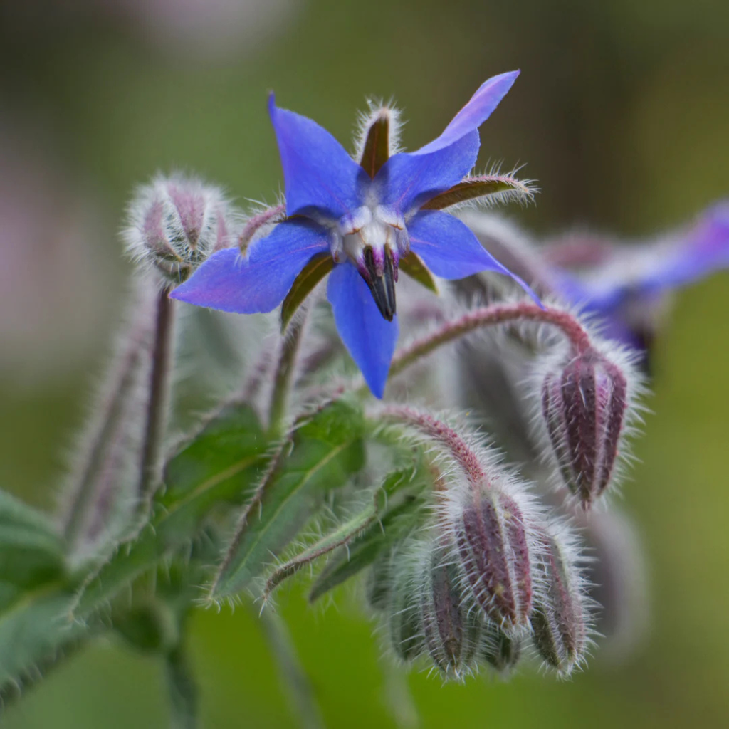Close-up of a blue borage flower with green leaves on a blurred background