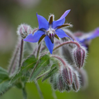 Close-up of a blue borage flower with green leaves on a blurred background