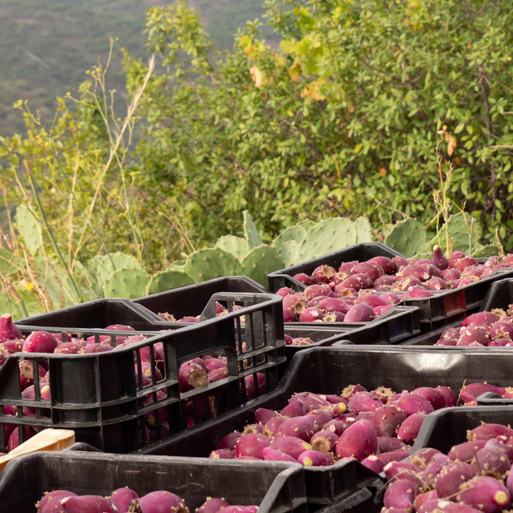 Black crates filled with purple prickly pears against a natural background