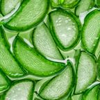 Close-up of sliced green aloe vera with a close-up view